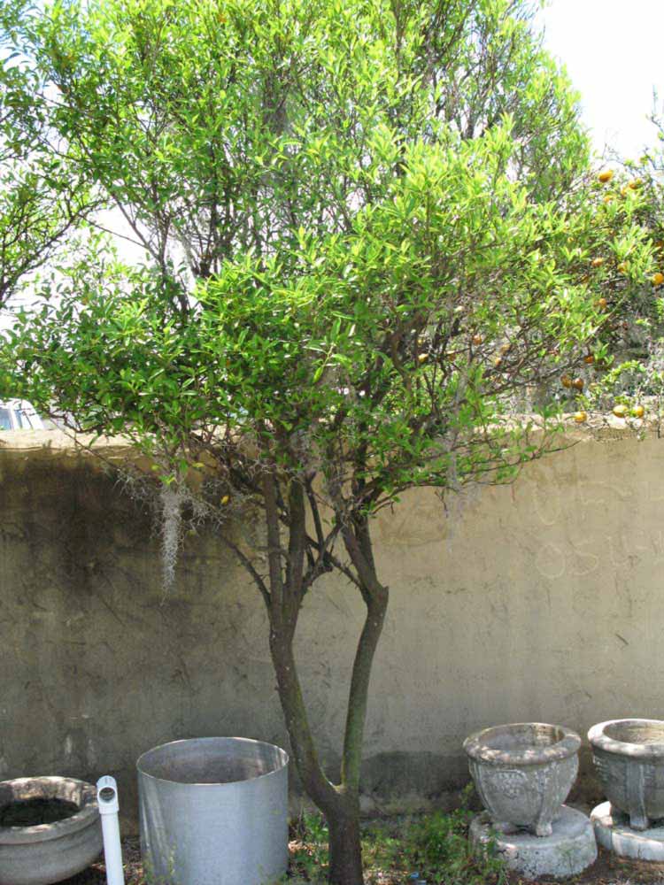            Habit (Winter Haven, FL)   